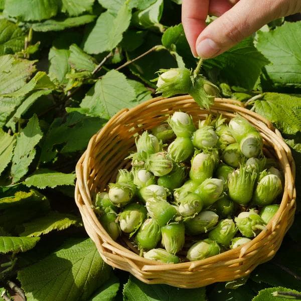 The Role of Hazelnuts in Sustainable Agriculture: A Nutty Solution for a Greener Future