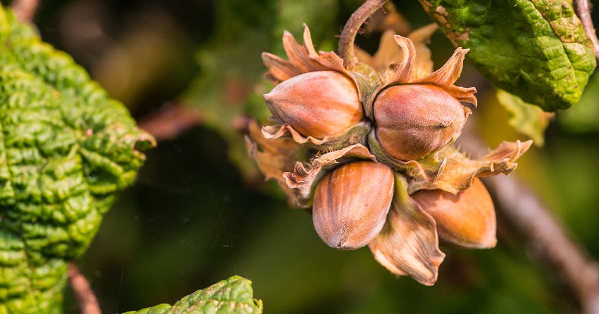 The Health Benefits of Eating Hazelnuts: A Nutrient-Packed Superfood
