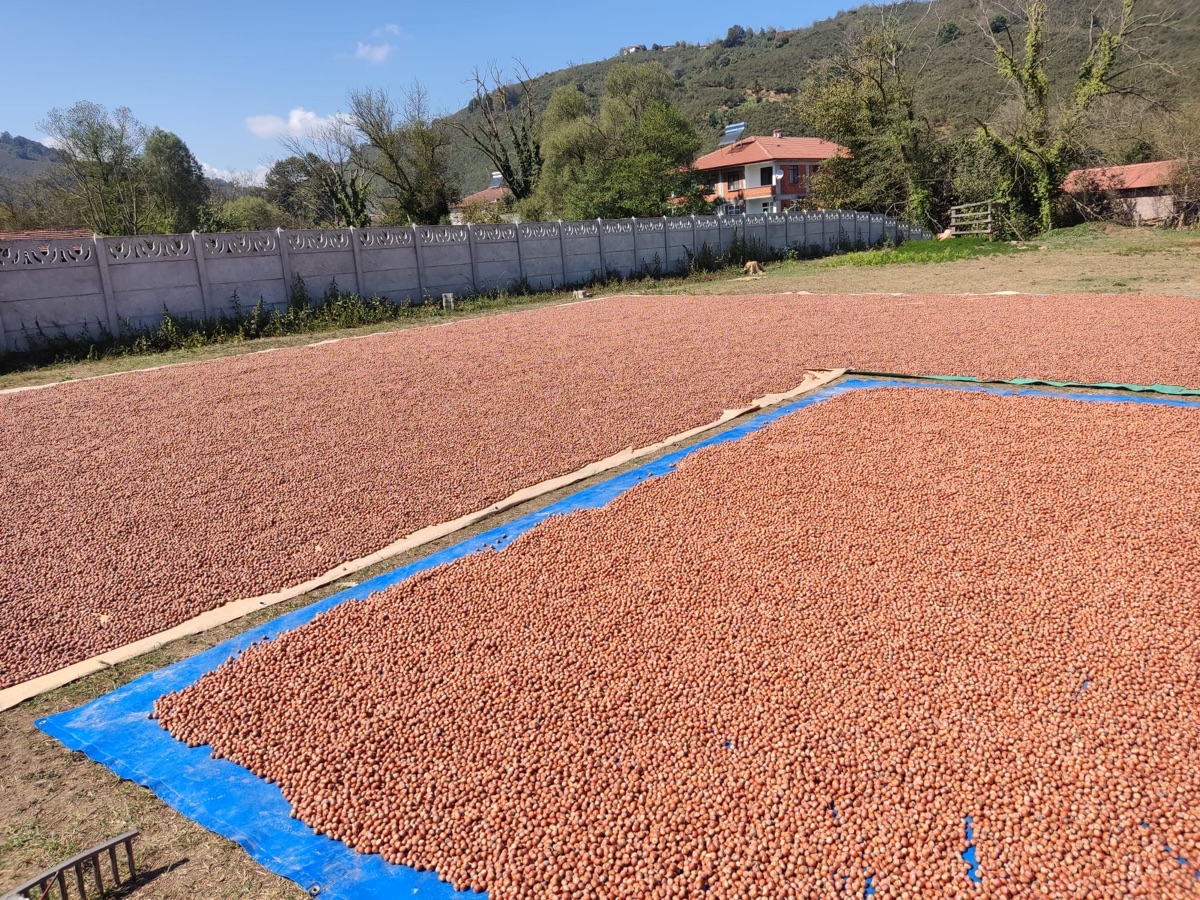 Our hazelnut harvest drying in the sun on the threshing yard