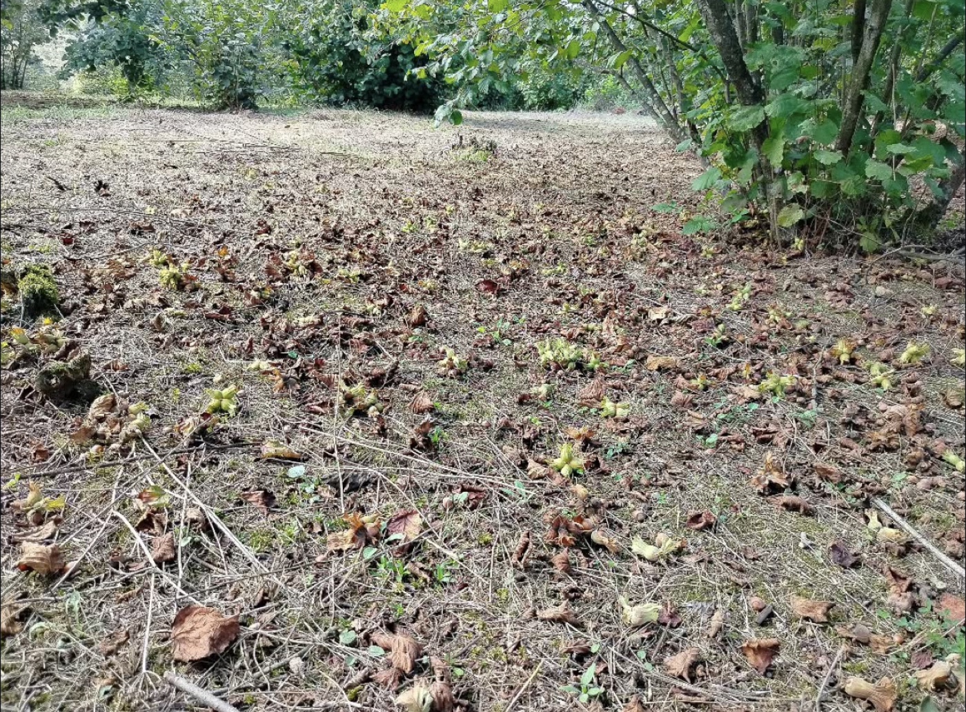 Our hazelnut orchard at harvest time — freshly fallen hazelnuts in their husks covering the ground